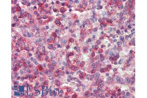 ABIN190755 (2. (NCF4 antibody  (Internal Region))