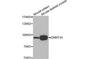 Western blot analysis of extracts of various cell lines, using DNMT3A antibody (ABIN1872325). (DNMT3A antibody)
