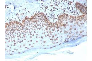 Immunohistochemistry (IHC) image for anti-Emerin (EMD) (AA 56-167) antibody (ABIN6939304)