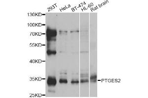 Western blot analysis of extracts of various cell lines, using PTGES2 antibody. (PTGES2 antibody)