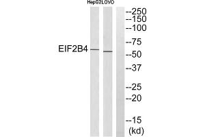 Western blot analysis of extracts from HepG2 cells and LOVO cells, using EIF2B4 antibody. (EIF2B4 antibody  (Internal Region))
