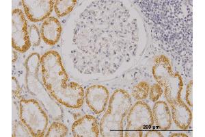 Immunoperoxidase of monoclonal antibody to RASGRP4 on formalin-fixed paraffin-embedded human kidney. (RASGRP4 antibody  (AA 574-673))