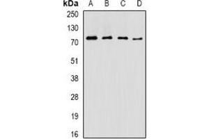 Western blot analysis of ASMTL expression in SW620 (A), NIH3T3 (B), mouse pancreas (C), mouse testis (D) whole cell lysates. (ASMTL antibody)