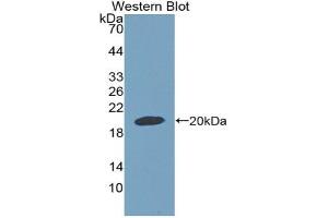 Detection of Recombinant GDF9, Rat using Polyclonal Antibody to Growth Differentiation Factor 9 (GDF9)