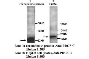 Image no. 1 for anti-Platelet-Derived Growth Factor CC (PDGFCC) antibody (ABIN790865) (Platelet-Derived Growth Factor CC (PDGFCC) antibody)
