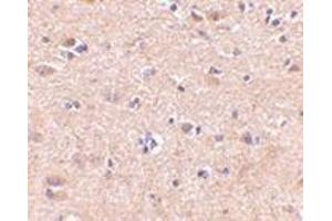 Immunohistochemistry of VGF in human brain with this product at 5 μg/ml. (VGF antibody  (C-Term))