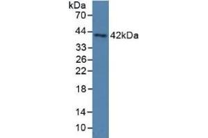 Figure. (PON3 antibody  (AA 2-354))