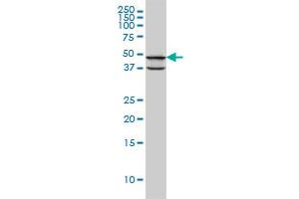 PDK3 antibody  (AA 174-263)