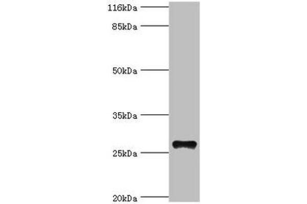 Tetraspanin 6 抗体  (AA 115-208)