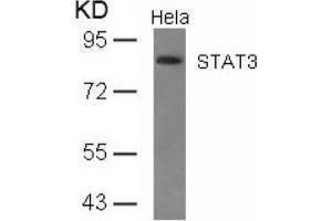 Image no. 2 for anti-Signal Transducer and Activator of Transcription 3 (Acute-Phase Response Factor) (STAT3) (AA 725-729) antibody (ABIN197176) (STAT3 antibody  (AA 725-729))