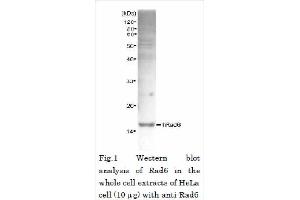 Western Blotting (WB) image for anti-Rad6 (full length) antibody (ABIN2452101) (Rad6 (full length) antibody)
