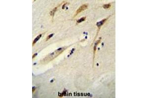 BEX1 Antibody (Center) immunohistochemistry analysis in formalin fixed and paraffin embedded human brain tissue followed by peroxidase conjugation of the secondary antibody and DAB staining. (BEX1 antibody  (Middle Region))