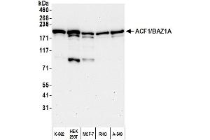 anti-Bromodomain Adjacent To Zinc Finger Domain, 1A (BAZ1A) (AA 725-775) antibody