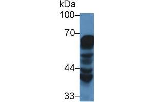 Western Blot; Sample: Human MCF7 cell lysate; Primary Ab: 2µg/mL Rabbit Anti-Mouse HSPD1 Antibody Second Ab: 0.