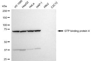 Western blotting analysis using GTP binding protein 4 antibody (ABIN7798812).