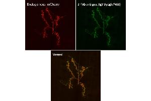 Immunofluorescence (IF) image for Chicken anti-Goat IgG antibody (DyLight 488) (ABIN7273064) (Chicken anti-Goat IgG Antibody (DyLight 488))