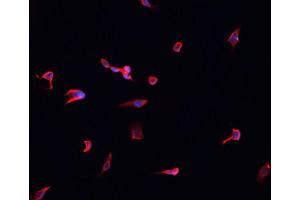 ABIN6268886 staining HeLa cells by IF/ICC. (Connexin 43/GJA1 antibody  (C-Term))