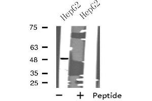 Western blot analysis of extracts from HepG2 cells, using CHRM1 antibody. (CHRM1 antibody  (C-Term))