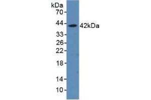 Western blot analysis of recombinant Rat aHSP. (aHSP antibody  (AA 2-102))
