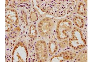 IHC image of ABIN7140056 diluted at 1:100 and staining in paraffin-embedded human kidney tissue performed on a Leica BondTM system. (PTBP3 antibody  (AA 37-55))