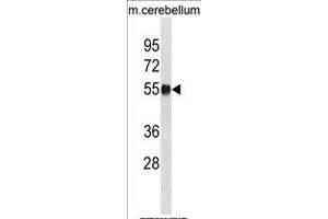 MOUSE Ppm1h Antibody (Center) (ABIN1881679 and ABIN2839056) western blot analysis in mouse cerebellum tissue lysates (35 μg/lane). (PPM1H antibody  (AA 234-262))