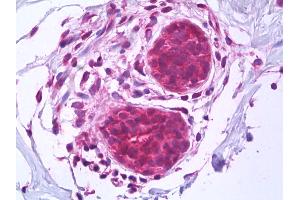 Anti-BAG1 antibody IHC of human breast, epithelium. (BAG1 antibody  (AA 241-346))