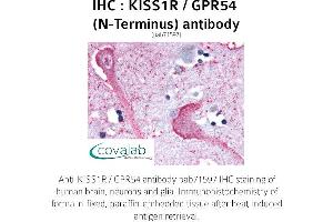 Image no. 1 for anti-KISS1 Receptor (KISS1R) (Extracellular Domain), (N-Term) antibody (ABIN1736239) (KISS1R antibody  (Extracellular Domain, N-Term))