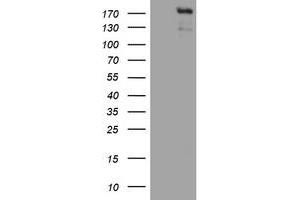 Image no. 3 for anti-Zinc Finger E-Box Binding Homeobox 2 (ZEB2) (AA 1-350) antibody (ABIN1490760) (ZEB2 antibody  (AA 1-350))