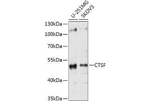 Western blot analysis of extracts of various cell lines, using CTSF antibody (ABIN6127667, ABIN6139225, ABIN6139226 and ABIN6214736) at 1:1000 dilution.