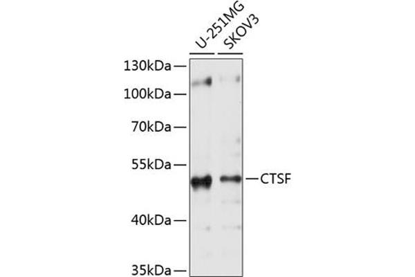 Cathepsin F antibody  (AA 270-484)