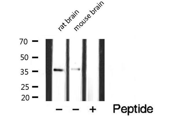 CDC42EP4 antibody  (Internal Region)