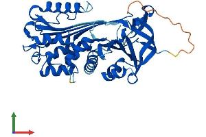 AlphaFold protein structure predicition of Human Recombinant SERPINB8 Protein, UniprotID P50452 (SERPINB8 Protein (AA 1-374) (His tag))