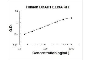 Dimethylarginine Dimethylaminohydrolase 1 (DDAH1) ELISA Kit