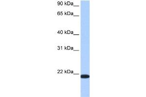 TMED4 antibody used at 0. (TMED4 antibody  (Middle Region))