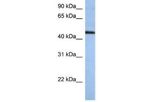 ZNF766 antibody used at 0. (ZNF766 antibody  (N-Term))