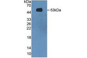 MASP1 antibody  (AA 20-447)