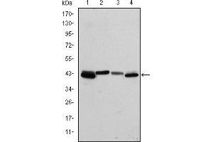 Western blot analysis using KRT19 mouse mAb against T47D (1), MCF-7 (2), HepG2 (3) and SW620 (4) cell lysate. (Cytokeratin 19 antibody)