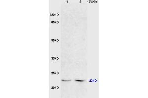 L1 mouse liver lysates, L2 mouse brain lysates probed with Anti FADD Polyclonal Antibody, Unconjugated (ABIN669471) at 1:200 in 4 °C. (FADD antibody  (AA 1-80))