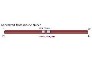 Image no. 1 for anti-Nuclear Receptor Subfamily 4, Group A, Member 1 (NR4A1) antibody (ABIN967395) (NR4A1 antibody)