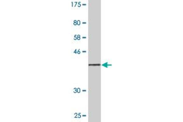 Syndecan 2 antibody  (AA 32-130)