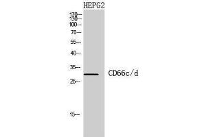 Western Blotting (WB) image for anti-Carcinoembryonic Antigen-Related Cell Adhesion Molecule 3/6 (CEACAM3/6) (Internal Region) antibody (ABIN3181438) (CEACAM3/6 antibody  (Internal Region))