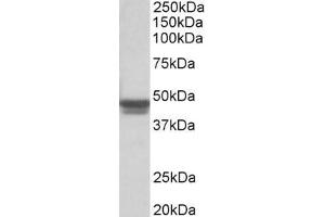 ABIN185730 (0. (GFAP antibody  (C-Term))