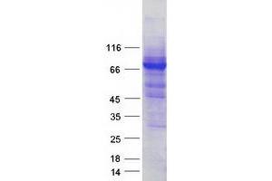 Validation with Western Blot (MTMR8 Protein (Myc-DYKDDDDK Tag))