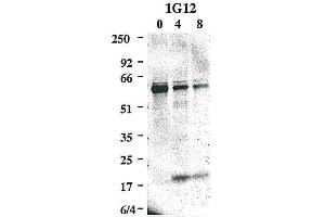 Western blot using anti-Caspase-8 (mouse), mAb (1G12)  detecting the cleaved active p20 subunit of mouse caspase-8 in addition to the caspase-8 precursor, upon an apoptotic stimulus e.