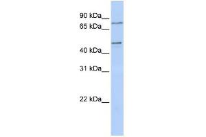 WB Suggested Anti-ZNF491 Antibody Titration:  0. (ZNF491 antibody  (N-Term))