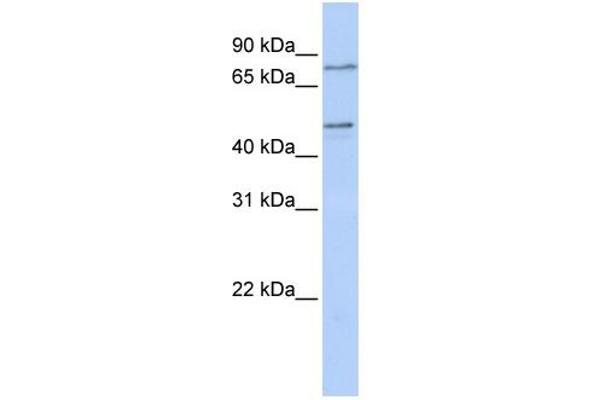 ZNF491 antibody  (N-Term)