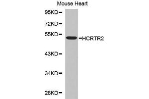Western Blotting (WB) image for anti-Hypocretin (Orexin) Receptor 2 (HCRTR2) (AA 380-444) antibody (ABIN6220019) (HCRTR2 antibody  (AA 380-444))