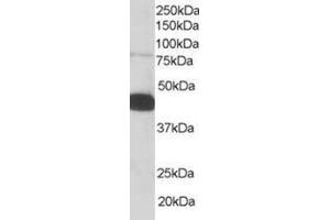 Image no. 1 for anti-Pleckstrin (PLEK) (C-Term) antibody (ABIN374378)