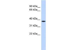 WB Suggested Anti-C22orf30 Antibody Titration: 0. (C22ORF30 antibody  (Middle Region))
