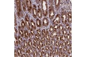 Immunohistochemical staining of human stomach with PTPRU polyclonal antibody  shows strong cytoplasmic positivity in glandular cells at 1:200-1:500 dilution.